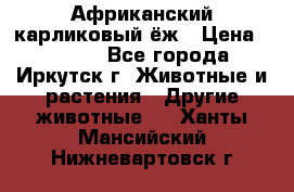 Африканский карликовый ёж › Цена ­ 6 000 - Все города, Иркутск г. Животные и растения » Другие животные   . Ханты-Мансийский,Нижневартовск г.